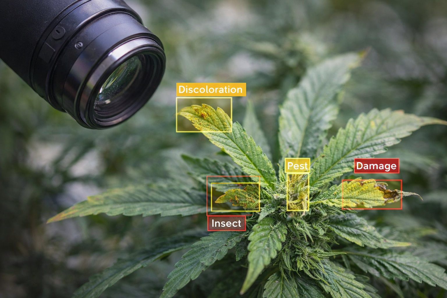 AI camera analysis overlay